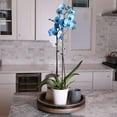 thumbnail image 5 of Just Add Ice 16-30" Watercolor Blue Premium Orchid Live Plant in 5" White Ceramic Pot, House Plant, 5 of 7