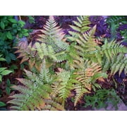 3 Autumn Fern in 4 Containers Great Starter Plants, Perennial in Most Zones! 3 Containers of Plants with One Plant Per Container