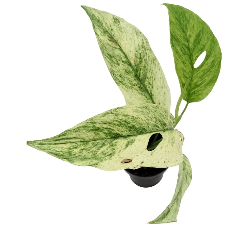 Monstera Laniata Variegated Plant- 3" Pot - Walmart.com