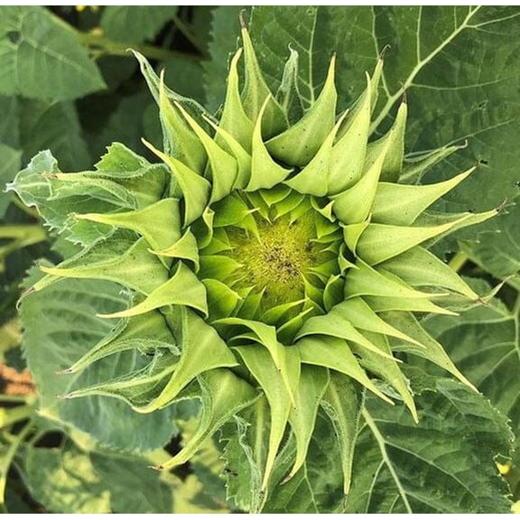 SunFill Green Sunflower Seeds – Annual Decorative Plant for Bouquets & Gardens – Unique Green Petals, Pollinator Friendly, Easy to Grow – 30  Seeds