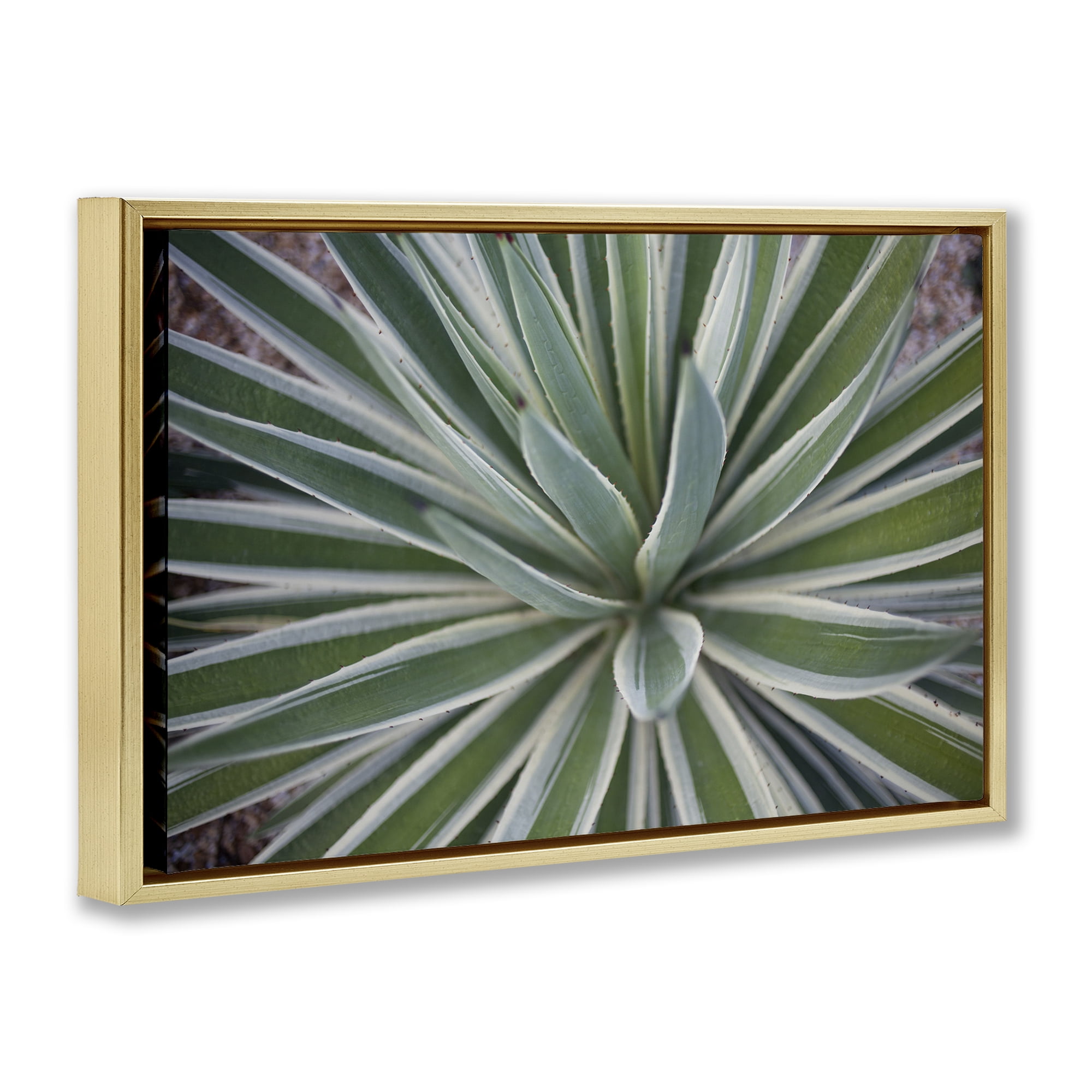Stupell Industries Centric Succulent Leaves Botanical & Floral Photography Gold Floater Framed Canvas Art Print Wall Art, 31 x 21