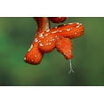 thumbnail image 2 of Jones, Adam 14x11 White Modern Wood Framed Museum Art Print Titled - Juvenile Green tree python, 2 of 4