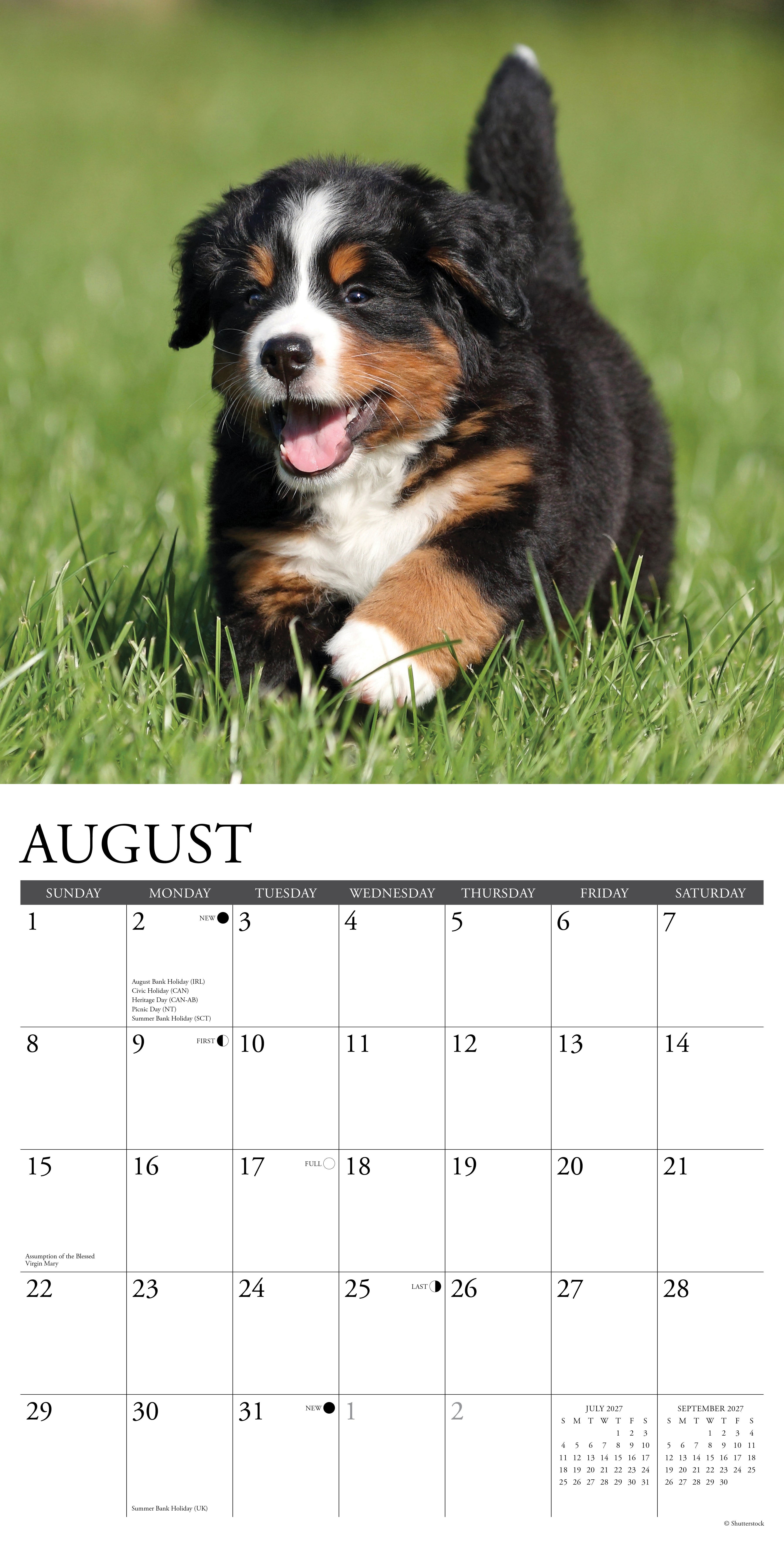 Willow Creek Press, Bernese Mountain Puppies 2027 Wall Calendar
