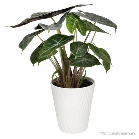 Wild Interiors Live Indoor Plant Fancy Alocasia Live Plant in 5" Decorative Fiber Clay Pot