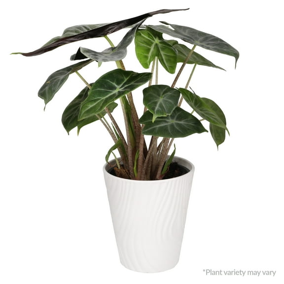 Wild Interiors Live Indoor Plant Fancy Alocasia Live Plant in 5" Decorative Fiber Clay Pot