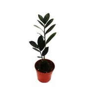 Raven ZZ Plant, Easy Care Indoor Houseplant, Ships in Nursery Planter with Soil, Perfect Room Decor for Tabletop, Shelf, or Desk, Trending Tropicals Collection