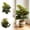 C, variant on Tong Green Ornamental No Watering Scene Use Multiple Sizes Bring You Some Greenery Easy To Maintain