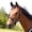 Red, variant on Horse Tack Polyester Horze Hampton Halter 606211BRP