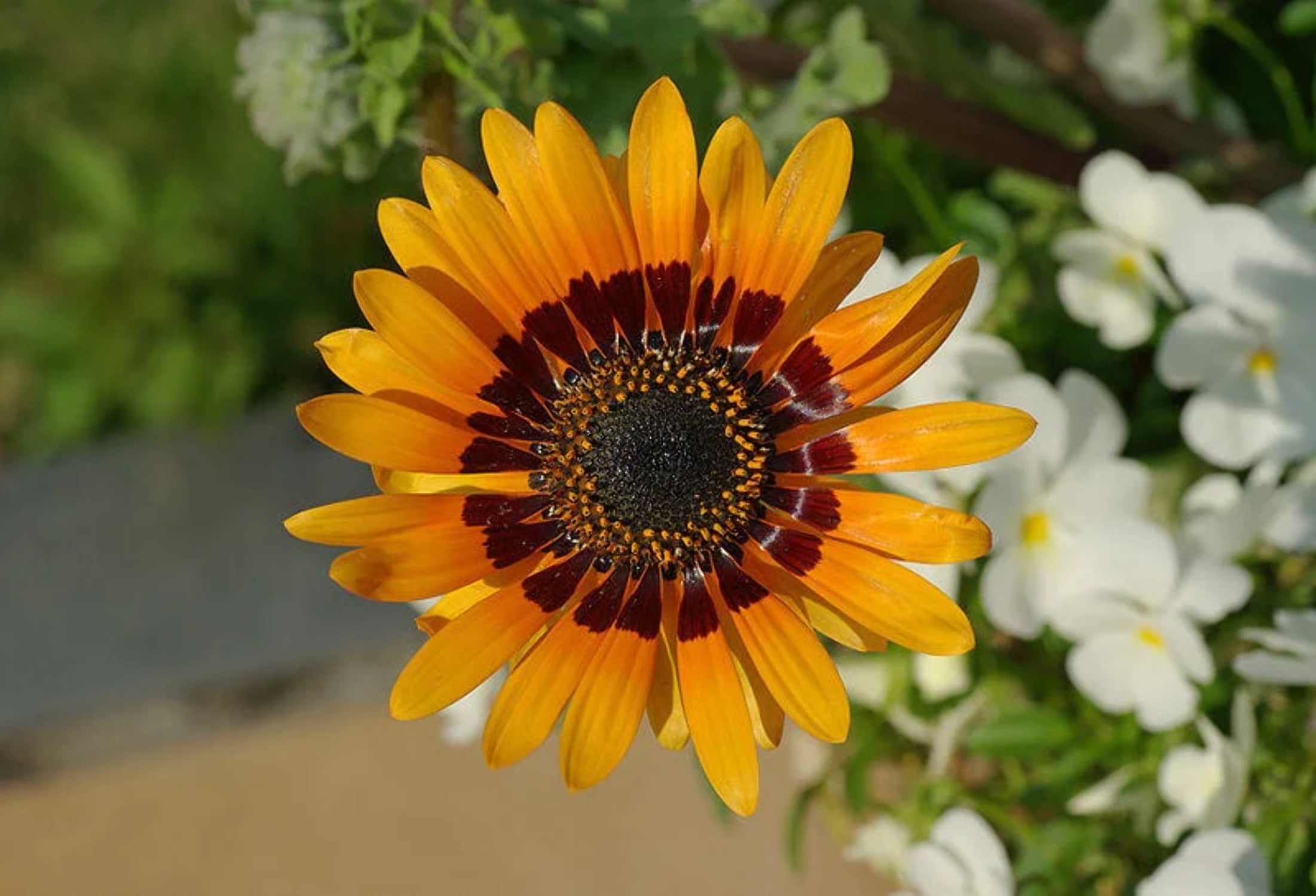 Zinnia Lavender Seeds (Zinnia elegans) – Vermont Wildflower Farm