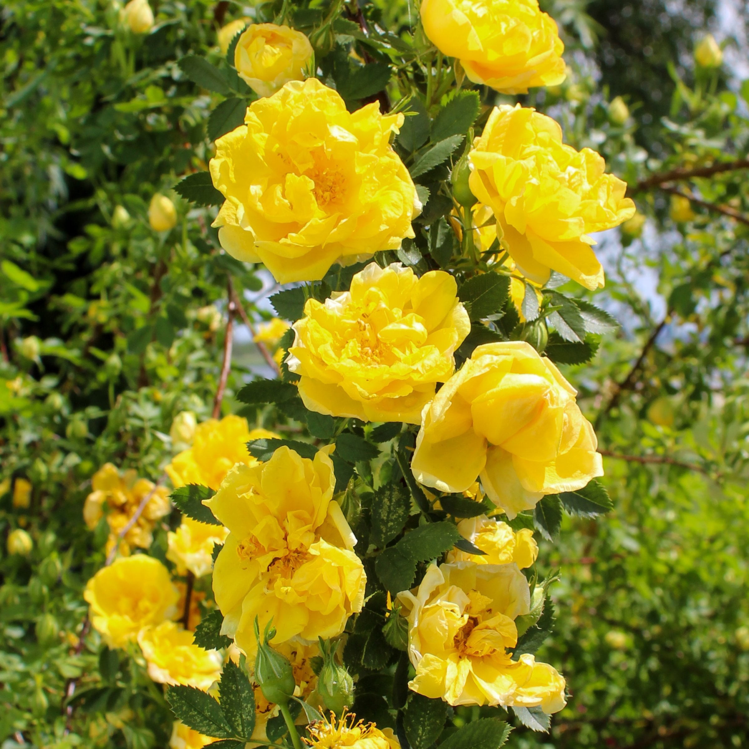 National Plant Network Bare Root Rose Royal Gold with Yellow Flowers (5-pack)