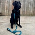 thumbnail image 5 of Voyager Reflective Leash Collar Set with Neoprene Handle, 5ft Long, Supports Small, Medium, and Large Breed Puppies, Cute and Heavy Duty for Walking, Running, and Training - Turquoise, L, 5 of 8