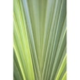 thumbnail image 3 of Millet, Karyn 17x24 Black Modern Framed Museum Art Print Titled - Tropical Leaf Close-Up II, 3 of 5