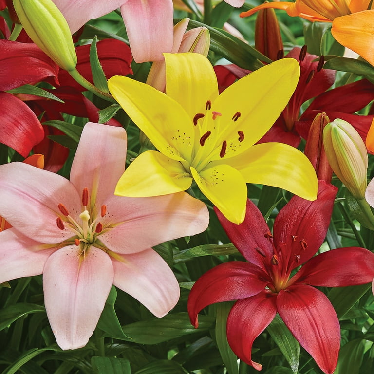 Van Zyverden Flowering Lily Bold Mix Dormant Bulb, Partial Van Zyverden Flowering Lily Bold Mix Dormant Bulb, Partial
