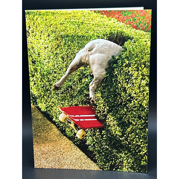 Happy Birthday (Humor Dog Skateboard) Greeting Card w/Envelope