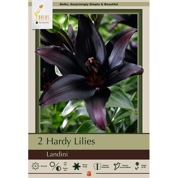 Landini Asiatic Lily 2 Bulbs Deep Mahogany! 14/16cm