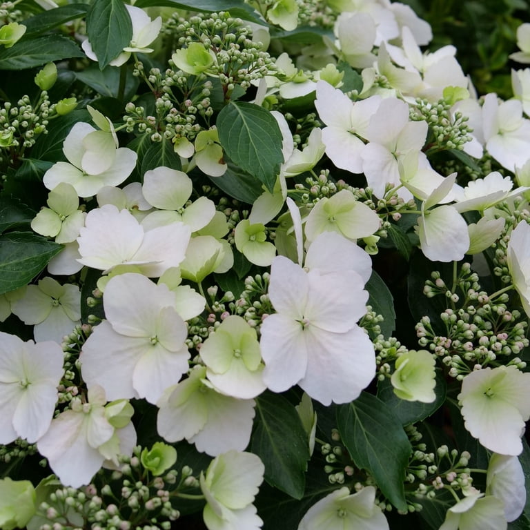 Proven Winners ColorChoice Fairytrail Bride Hydrangea Live Shrub