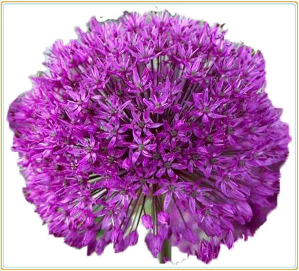 Fugalaucm All Year Planted Perennial Can Grow Well In Flower Pots