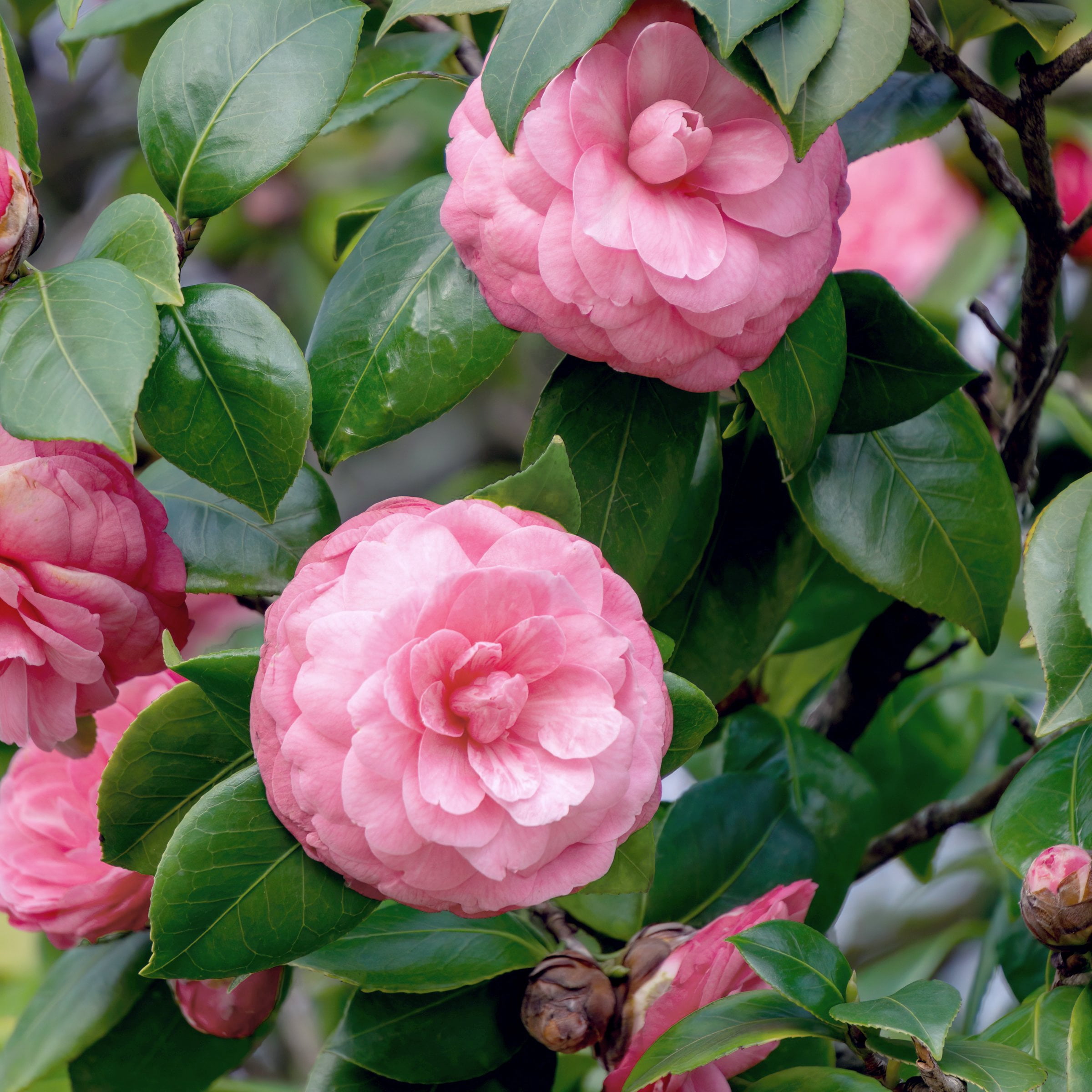National Plant Network 1 gal. Camellia Sasanqua October Magic Pink Perplexion Shrub