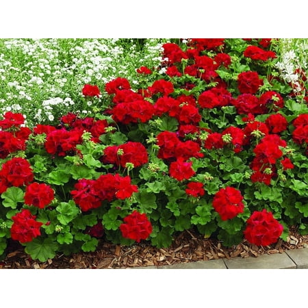 RedCrocus Calliope Dark Red Zonal Geranium | Vibrant Flowering Indoor & Outdoor Plant | Pollinator Attractant 10" Hanging Basket