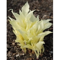 3 White Feather Hosta Roots-Grown/Shipped by Hirts