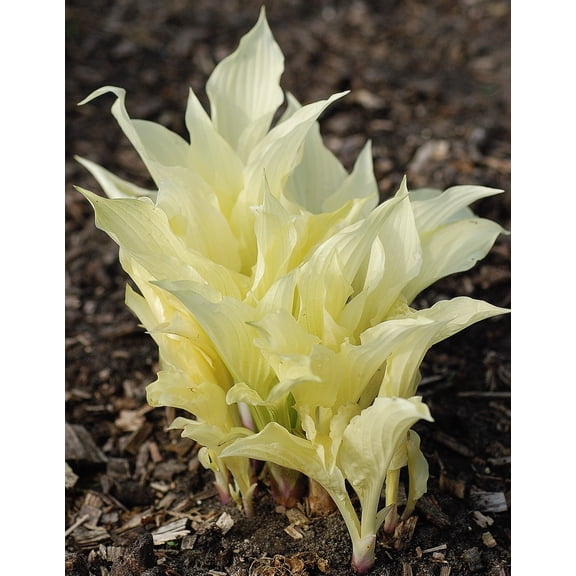 3 White Feather Hosta Roots-Grown/Shipped by Hirts
