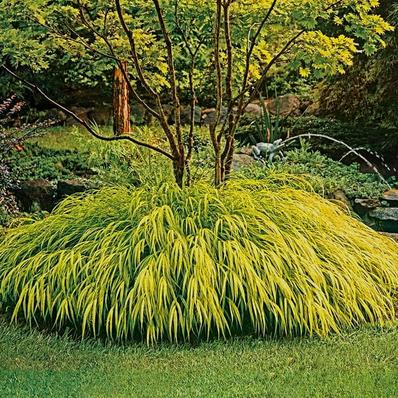 1 Gal. Pot, All Gold Japanese Forest Hakonechloa Ornamental Grass Deciduous Perennial Plant - 1 plant per offer