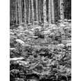 thumbnail image 2 of Flaherty, Dennis 19x24 White Modern Wood Framed Museum Art Print Titled - CO, Rocky Mts Cow parsnip grows in aspen grove, 2 of 4