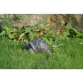 thumbnail image 2 of Hi-Line Gift 7 in Grey-Brown Tortoise Garden Statue, Incredibly Realistic Details, 2 of 5