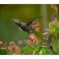 thumbnail image 2 of Fitzharris, Tim 29x26 Black Ornate Wood Framed with Double Matting Museum Art Print Titled - Rufous Tailed Hummingbird, 2 of 4