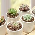thumbnail image 4 of 10PCS Assorted Live Succulents Plants with 2''Pot, Starters, Garden Lovers, DIY Projects, Wedding Favors, 4 of 7