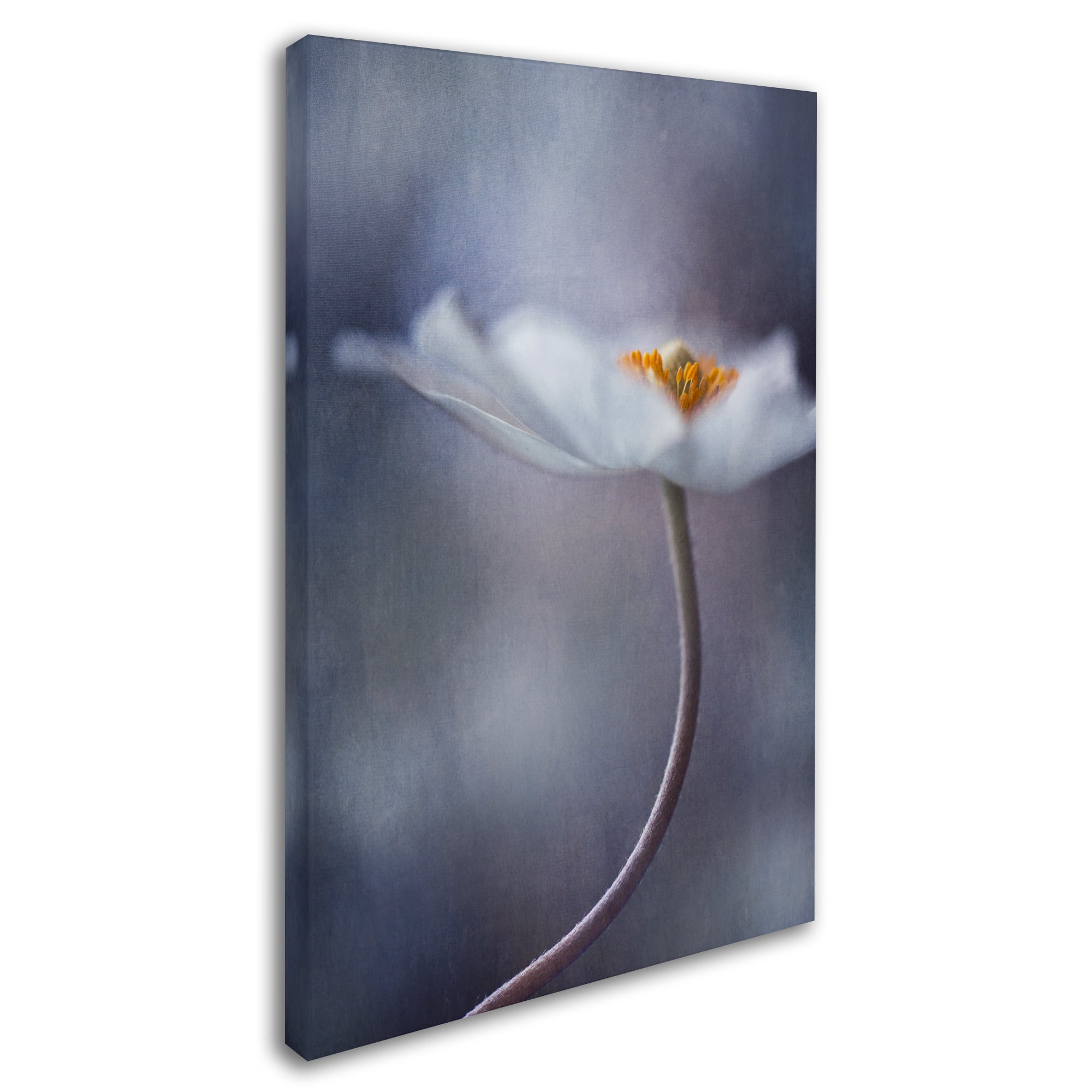 Trademark Fine Art 'The Beauty Within' Canvas Art by Priska Wettstein