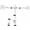 White, variant on VIVO Telescoping Dual 21" to 32" Monitor Mount, Heavy Duty Desk Stand