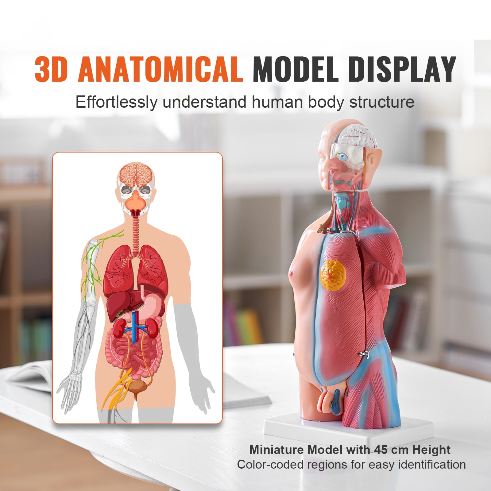 KFFKFF Anatomical Representation of Human Body, 18 inch, 23 Component Unisex Human Torso Skeleton Model with Detachable Organs, Instructional Aid for Student's Scientific Knowledge Enhancement
