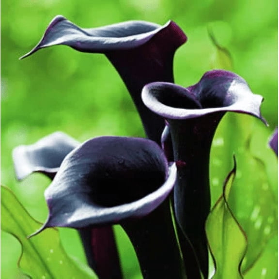 Daylily Nursery Black Star Calla Lily Plant Bulbs (5 Count )