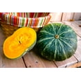 thumbnail image 6 of TomorrowSeeds - Kabocha Squash Seeds - 10+ Count - For 2025 Planting Japanese Pumpkin Green Hokkaido, 6 of 9