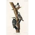 thumbnail image 2 of Audubon, John James 10x14 White Modern Wood Framed Museum Art Print Titled - Red-Cockaded Woodpecker, 2 of 4