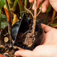 thumbnail image 5 of 80pcs Reusable Plant Rooting Equipment Kit-high Pressure Breeding Ball Box (s) Breeding Equipment, 5 of 5