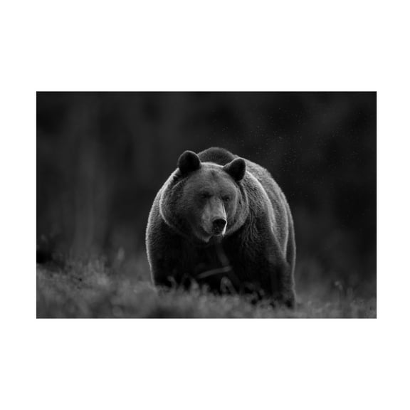 Trademark Fine Art Sebastian Mastahac Untitled Canvas Wall Art