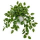 thumbnail image 1 of Planta artificial Briful Sandía Peperomia Green de 17.7 pulgadas, 1 of 5