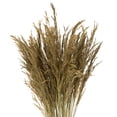 thumbnail image 2 of Vickerman 36" Natural Congo Grass, 8 oz Bundle, Dried, 2 of 4