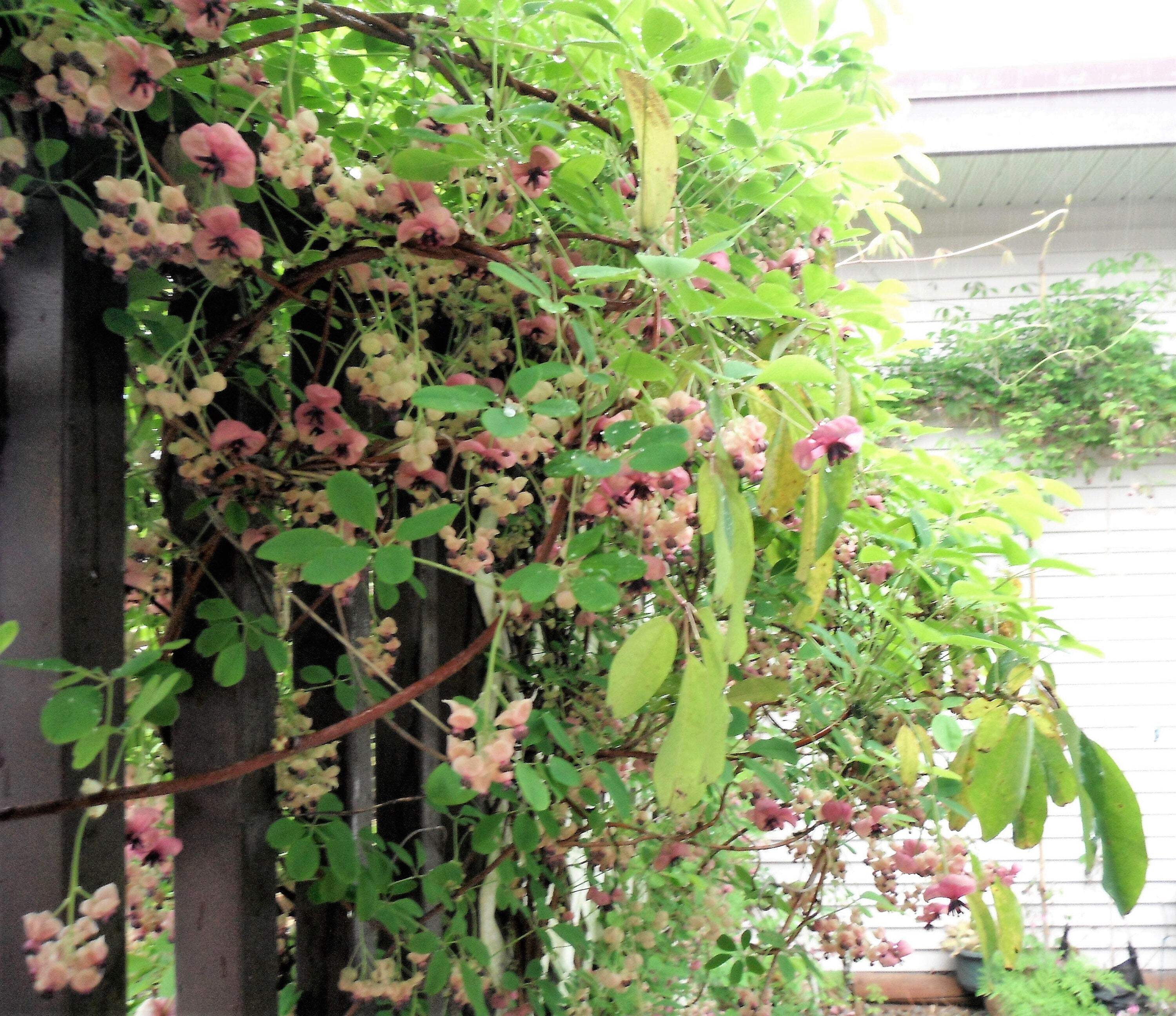 100 - 1000 Bulk CHOCOLATE VINE Edible Fruit Akebia Quinata Fragrant Flower Seeds