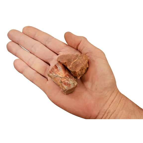Kidz Rocks Petrified Wood 1 1/2" 2 Pieces Raw Chakra Healing Stone Brown Rock Mineral