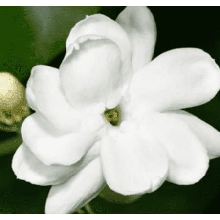 Arabian Jasmine Sambac Live Plant, 6in Pot, 1 Count