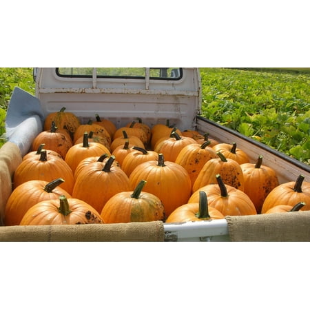 - Canvas Print Field Halloween Orange Vegetables Tracks Pumpkin Stretched Canvas 10 x 14