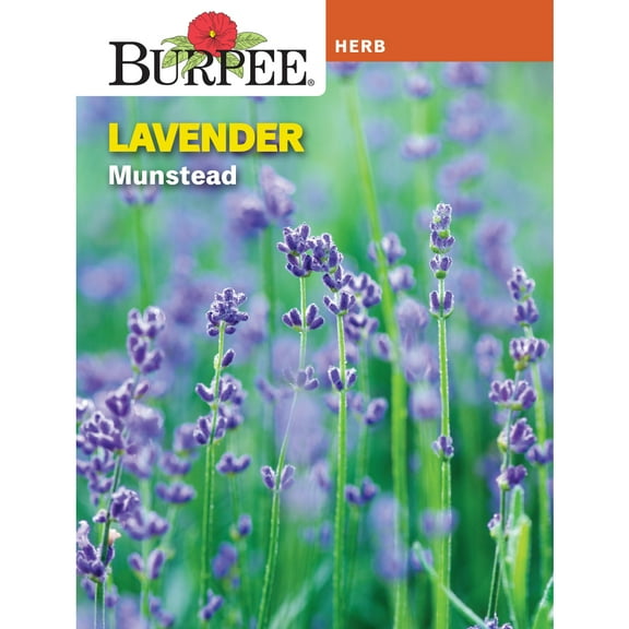 Burpee Munstead Lavender Herb Seed,  Annual Lifecycle, Full Sun, 1-Packet