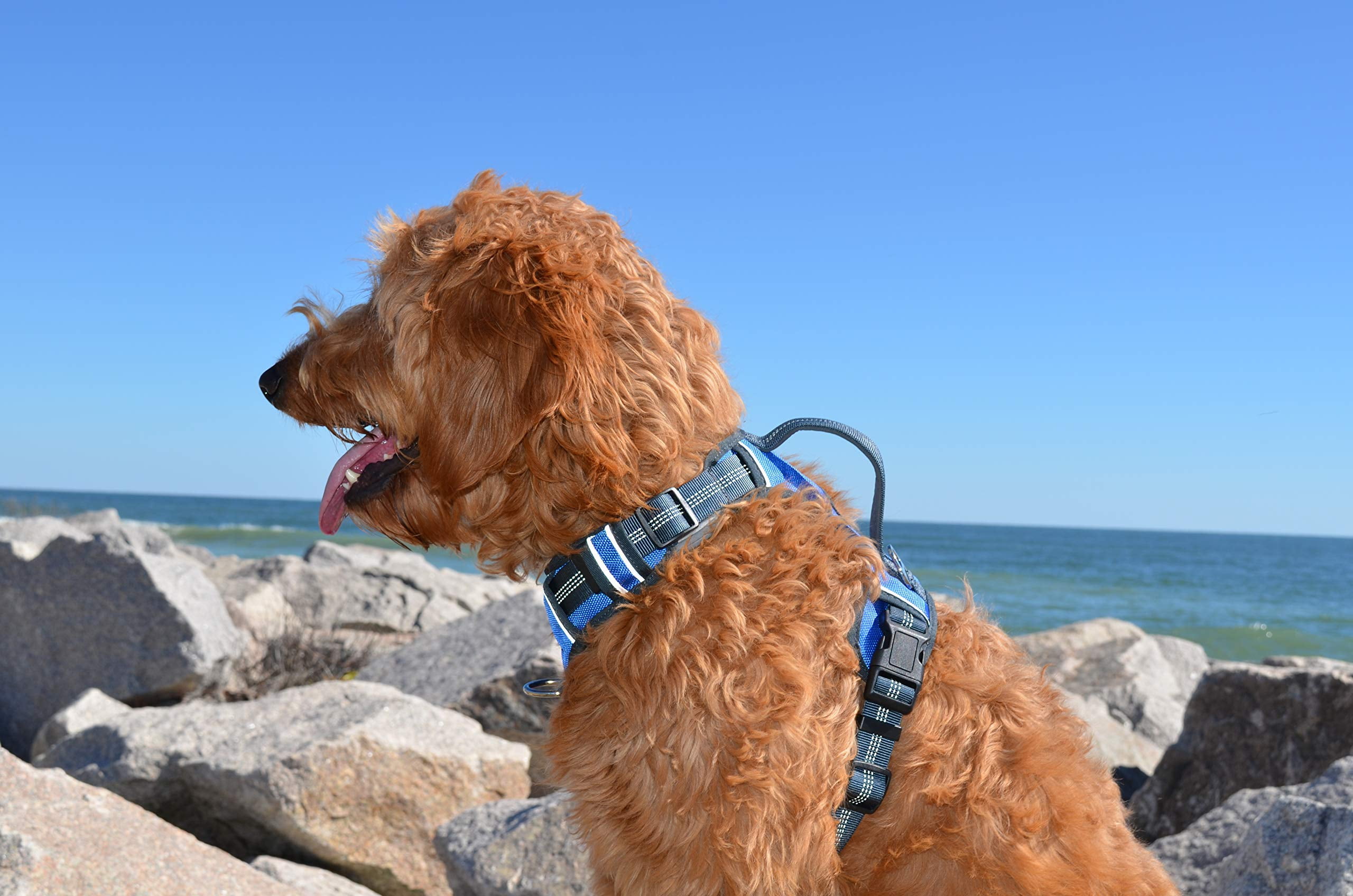 The Comfort Dog Harness With Mesh Padded Vest Blue- Small Breeds