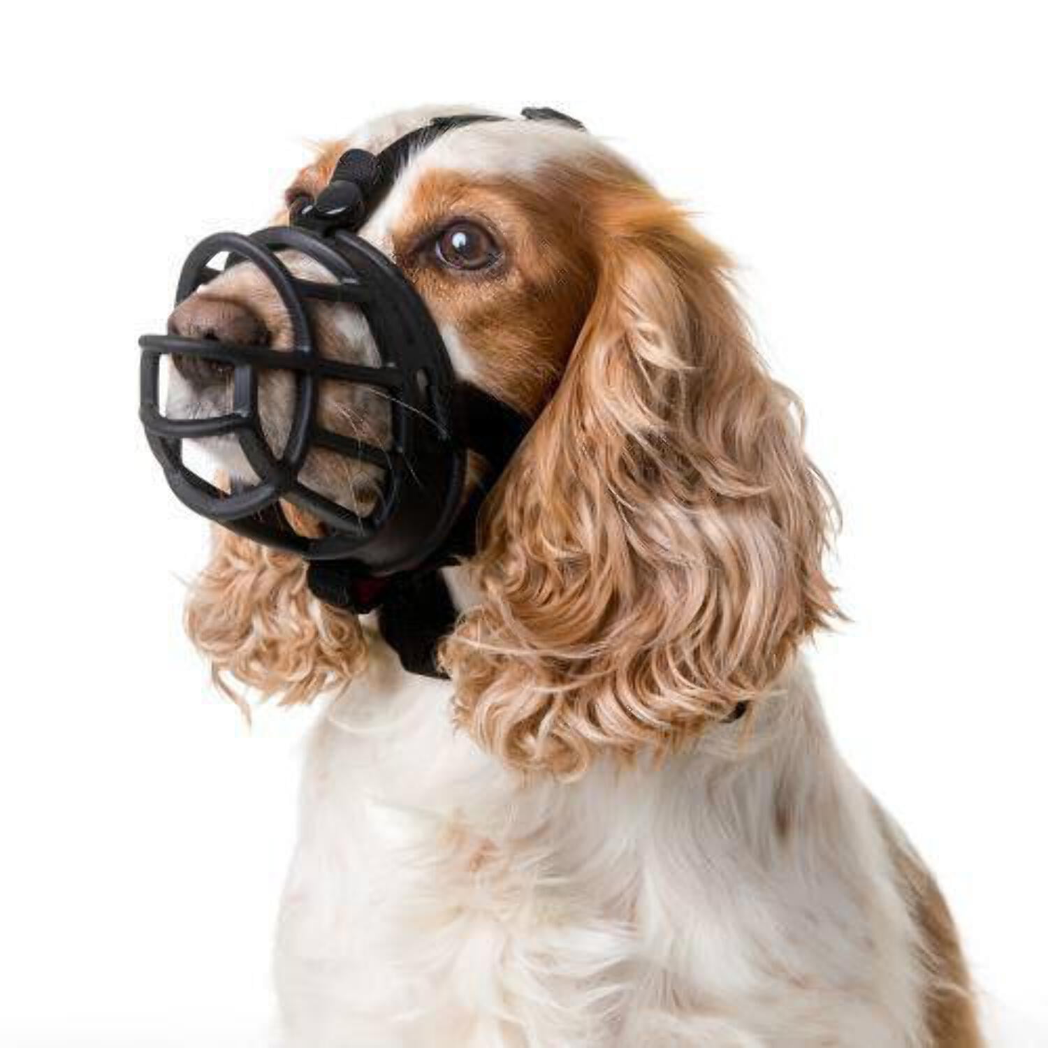 Purina baskerville muzzle hotsell