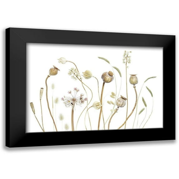 Disher, Mandy 24x17 Black Modern Framed Museum Art Print Titled - Pods