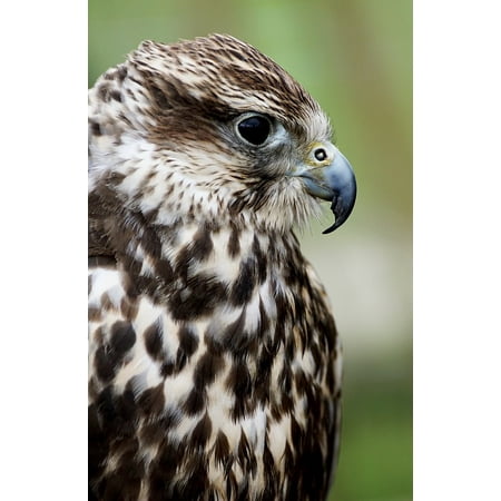 Laminated Poster Birds Of Prey Show Saker Falcon