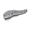 thumbnail image 5 of Cepillo desenredante con mango ergonómico para cabello rizado, grueso, húmedo o seco, pelucas y extensiones. Rayas blancas y negras., 5 of 5